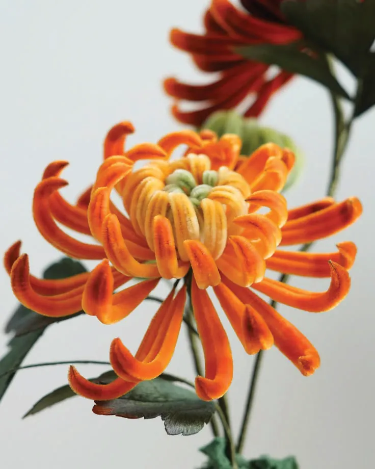 An orange chrysanthemum